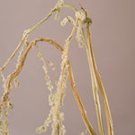 ［ドライフラワー］アマランサス グリーン