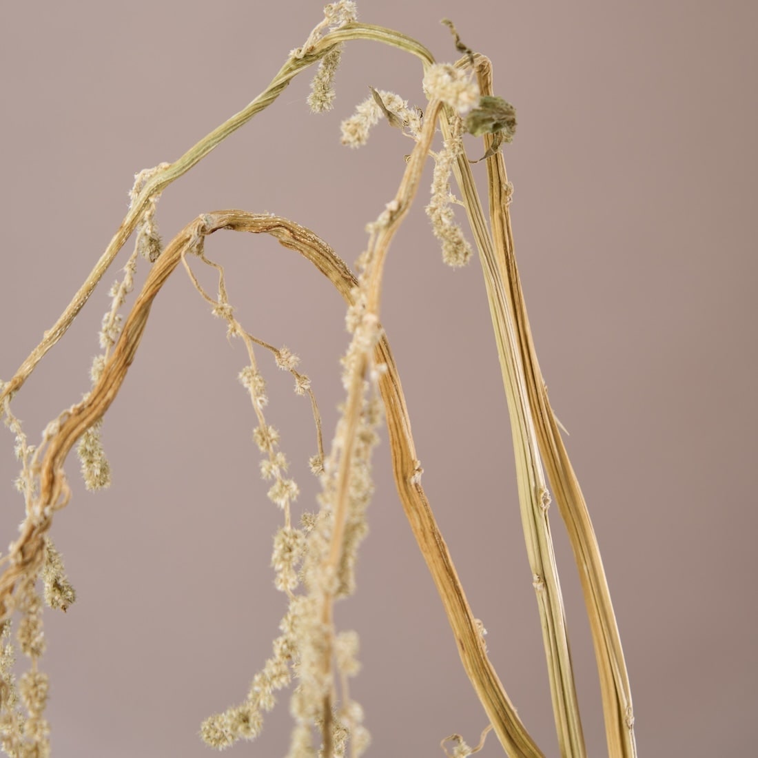 ［ドライフラワー］アマランサス グリーン