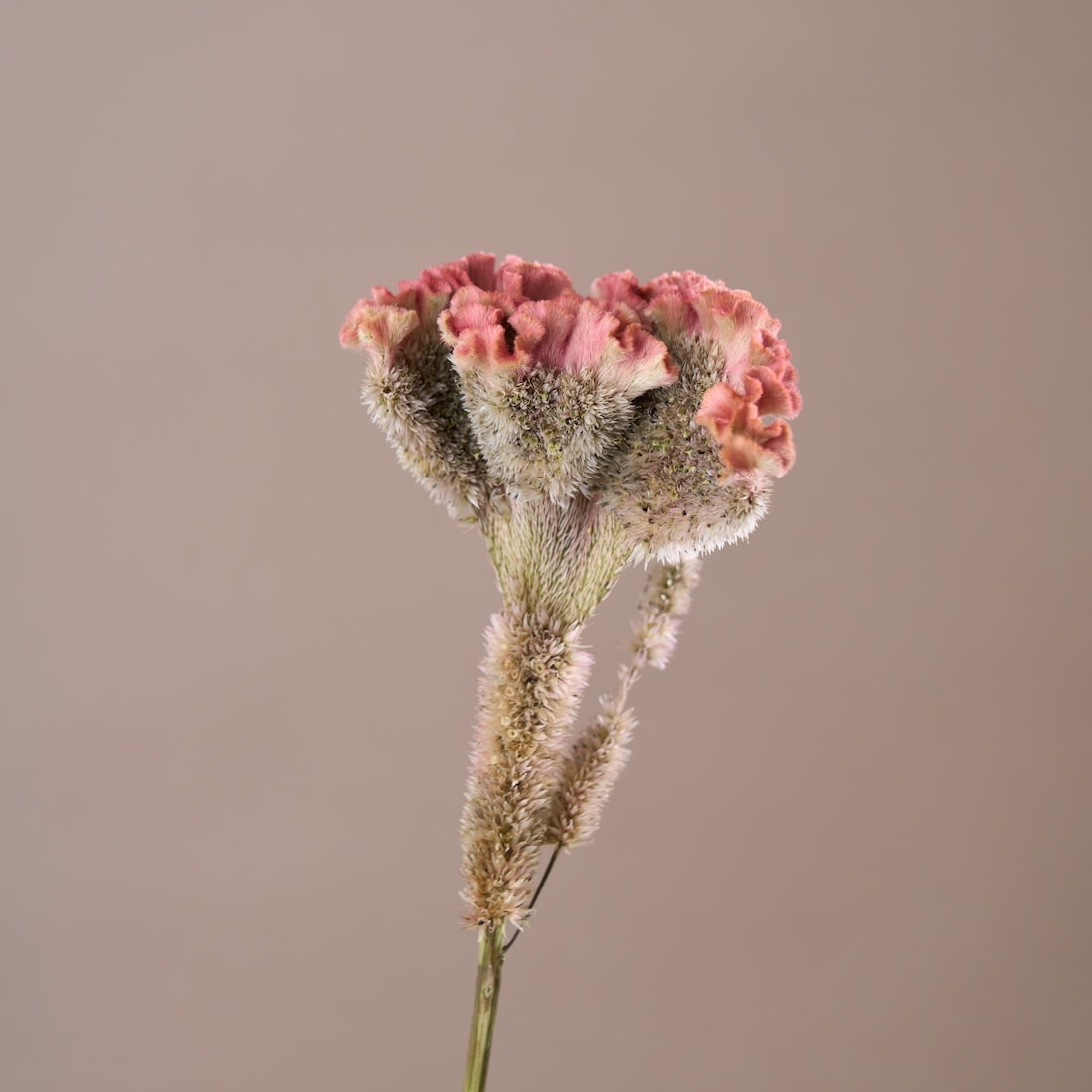 ［ドライフラワー］ケイトウ