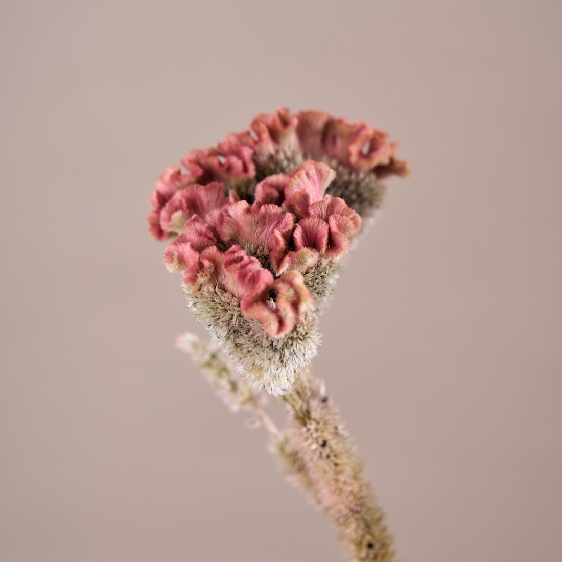 ドライフラワー］ケイトウ 商品ページ - 土と風の植物園