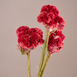 ［ドライフラワー］ケイトウ