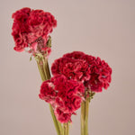 ［ドライフラワー］ケイトウ