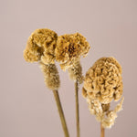 ［ドライフラワー］ケイトウ