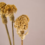 ［ドライフラワー］ケイトウ