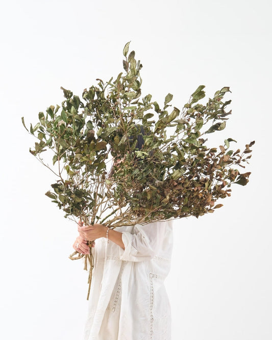 【期間限定30%OFF】［BIGボタニカル｜ドライ］チャノキ  100-120cm