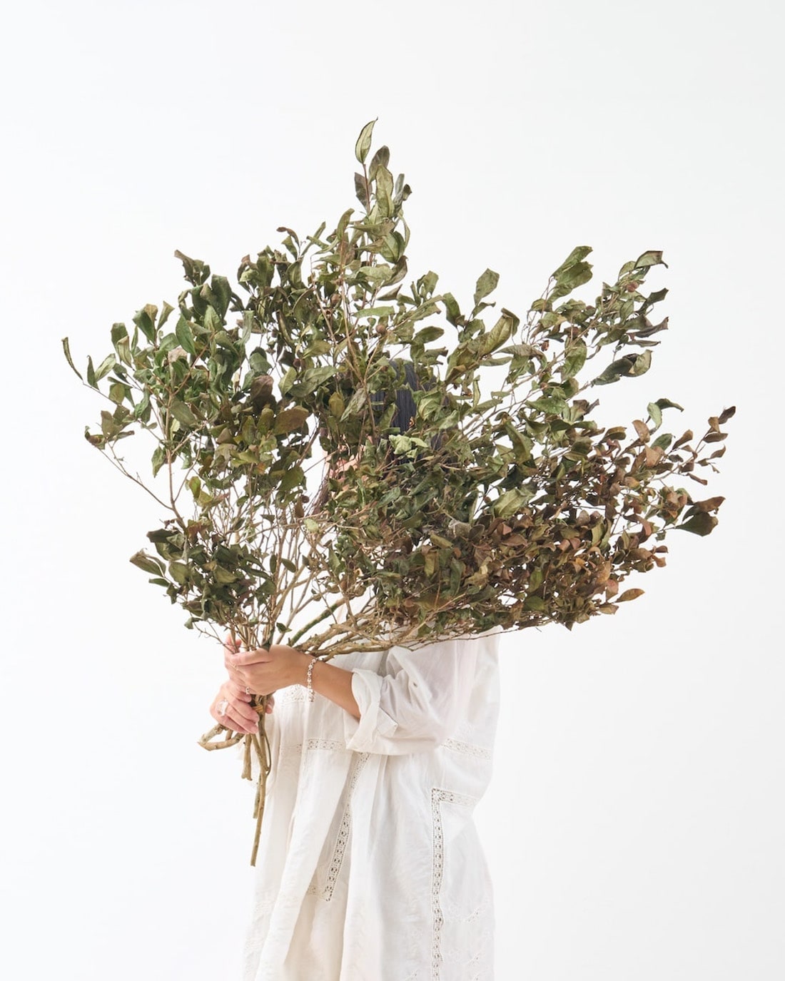 【期間限定30%OFF】［BIGボタニカル｜ドライ］チャノキ  100-120cm