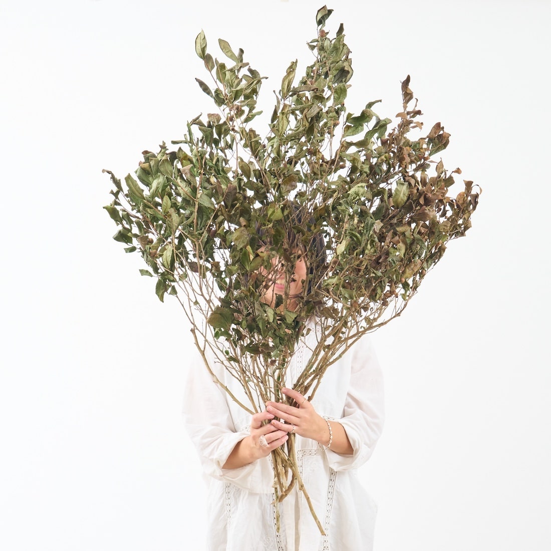 【期間限定30%OFF】［BIGボタニカル｜ドライ］チャノキ  100-120cm