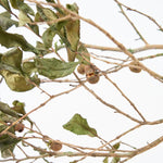 【期間限定30%OFF】［BIGボタニカル｜ドライ］チャノキ  100-120cm