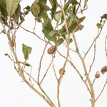 【期間限定30%OFF】［BIGボタニカル｜ドライ］チャノキ  100-120cm