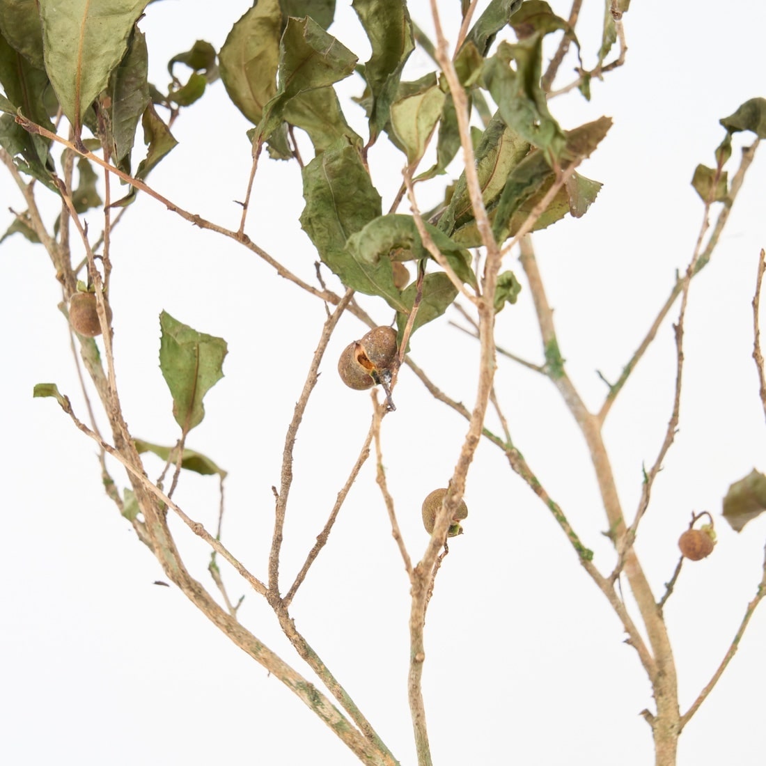 【期間限定30%OFF】［BIGボタニカル｜ドライ］チャノキ  100-120cm