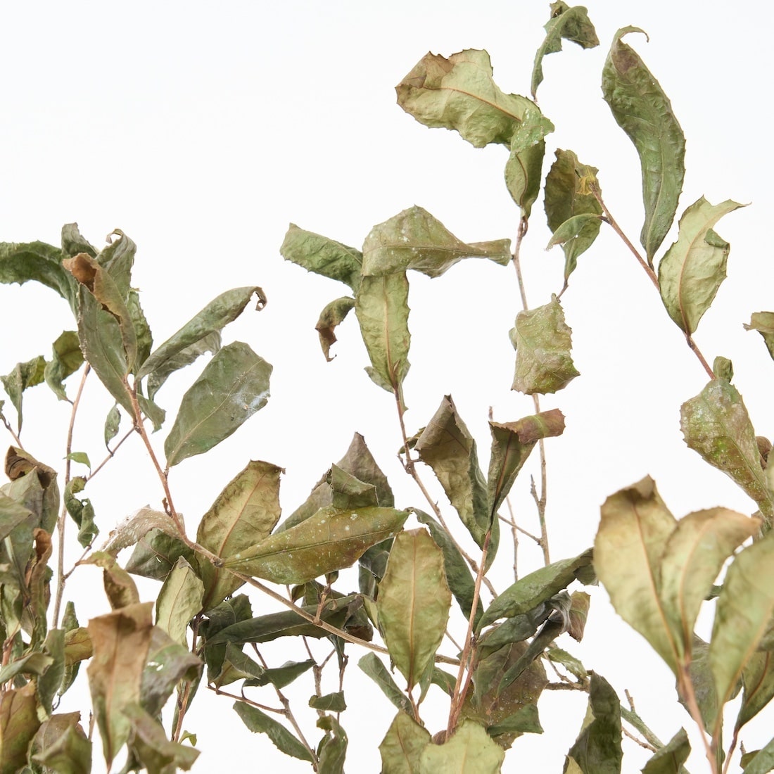 【期間限定30%OFF】［BIGボタニカル｜ドライ］チャノキ  100-120cm