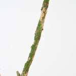 【期間限定30%OFF】［BIGボタニカル｜ドライ］チャノキ  100-120cm