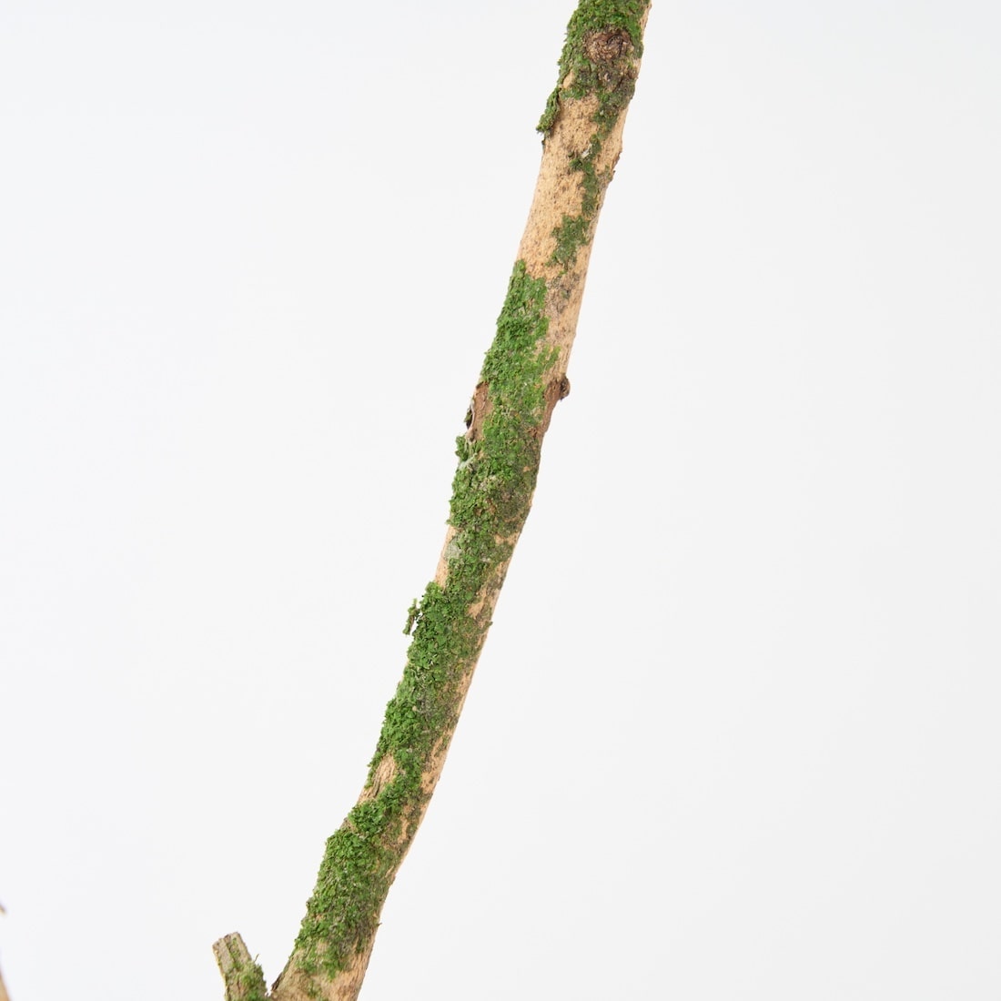 【期間限定30%OFF】［BIGボタニカル｜ドライ］チャノキ  100-120cm