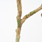 【期間限定30%OFF】［BIGボタニカル｜ドライ］チャノキ  100-120cm