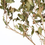 【期間限定30%OFF】［BIGボタニカル｜ドライ］チャノキ  100-120cm