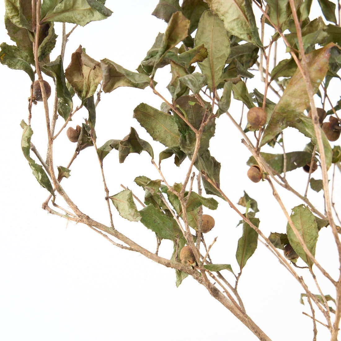 【期間限定30%OFF】［BIGボタニカル｜ドライ］チャノキ  100-120cm