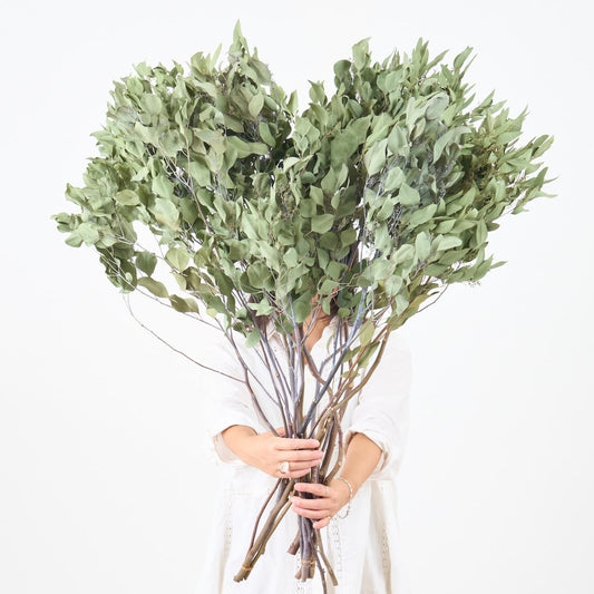 ［BIGボタニカル｜ドライ］ユーカリ ポポラスベリー 90-100㎝