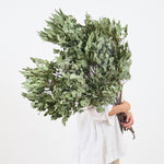 ［BIGボタニカル｜ドライ］ユーカリ ポポラスベリー 90-100㎝