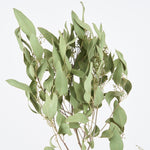 ［BIGボタニカル｜ドライ］ユーカリ ポポラスベリー 90-100㎝