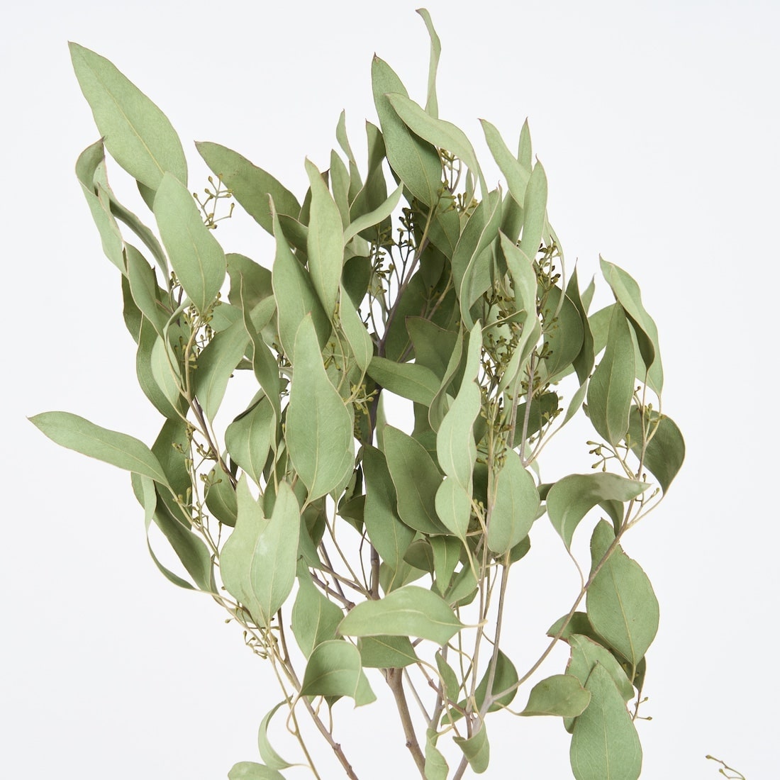 ［BIGボタニカル｜ドライ］ユーカリ ポポラスベリー 90-100㎝