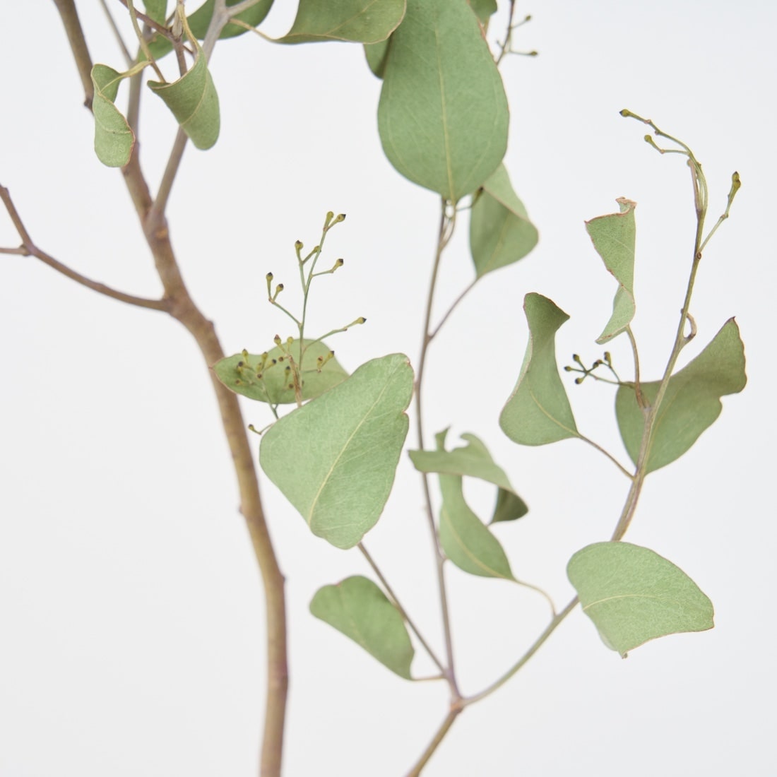 ●◎　人気のリーフ　ユーカリポポラス　ドライにリースに　常緑　冬越し苗　◎● ○◎ 人気のリーフ ユーカリポポラス ドライにリースに 常緑 冬