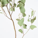 ［BIGボタニカル｜ドライ］ユーカリ ポポラスベリー 90-100㎝