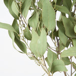 ［BIGボタニカル｜ドライ］ユーカリ ポポラスベリー 90-100㎝