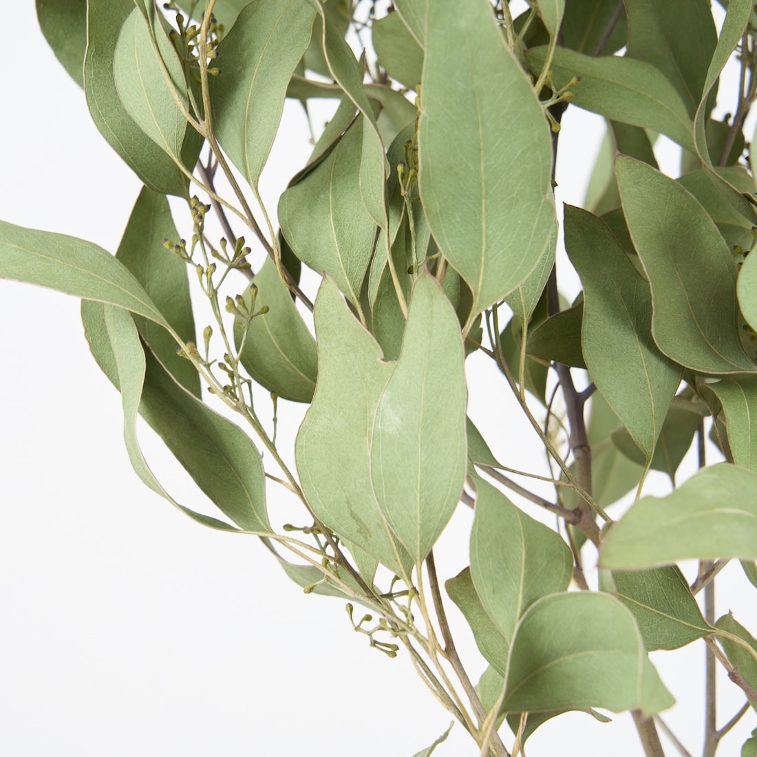 ［BIGボタニカル｜ドライ］ユーカリ ポポラスベリー 90-100㎝