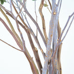 ［BIGボタニカル｜ドライ］ユーカリ ポポラスベリー 90-100㎝