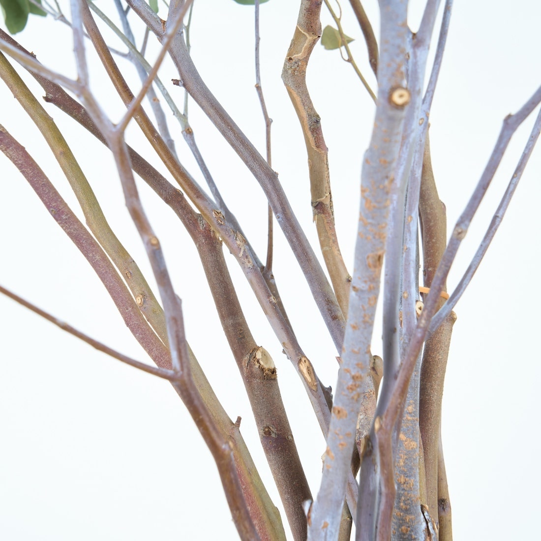 ［BIGボタニカル｜ドライ］ユーカリ ポポラスベリー 90-100㎝