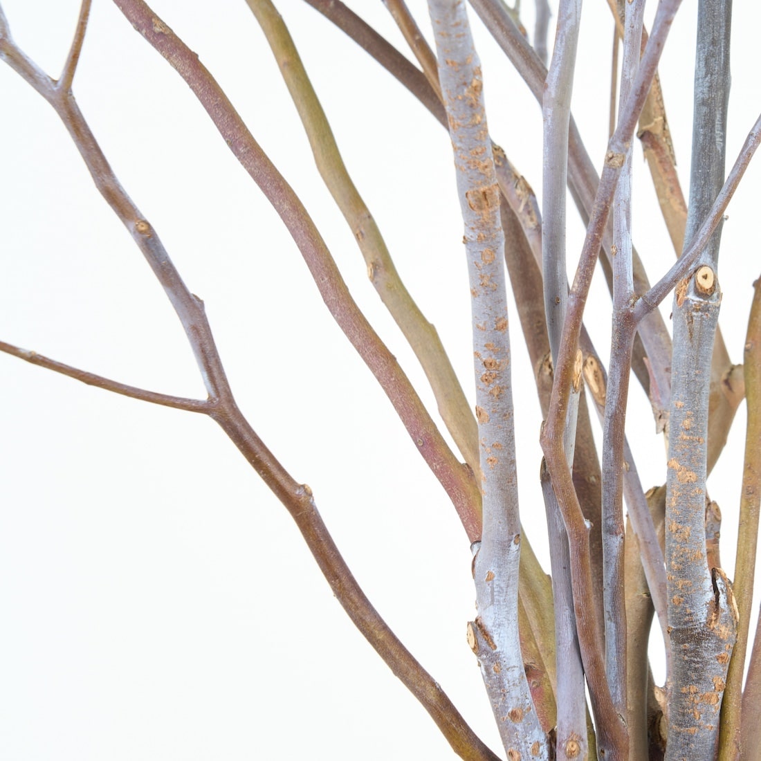 ［BIGボタニカル｜ドライ］ユーカリ ポポラスベリー 90-100㎝