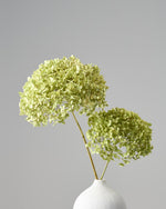 ［ドライフラワー］紫陽花 アナベル