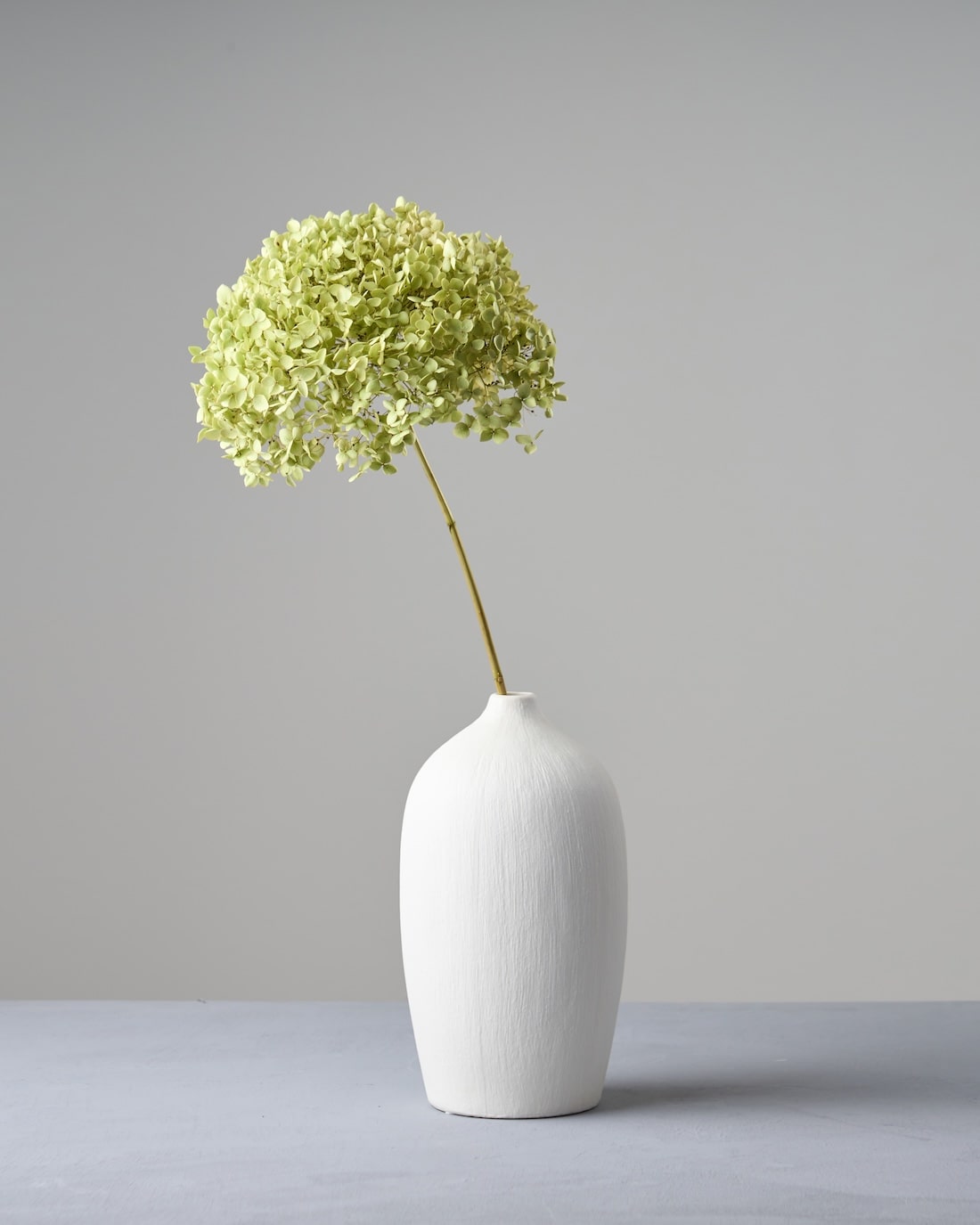 ドライフラワー］紫陽花 アナベル 商品ページ - 土と風の植物園