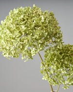 ［ドライフラワー］紫陽花 アナベル