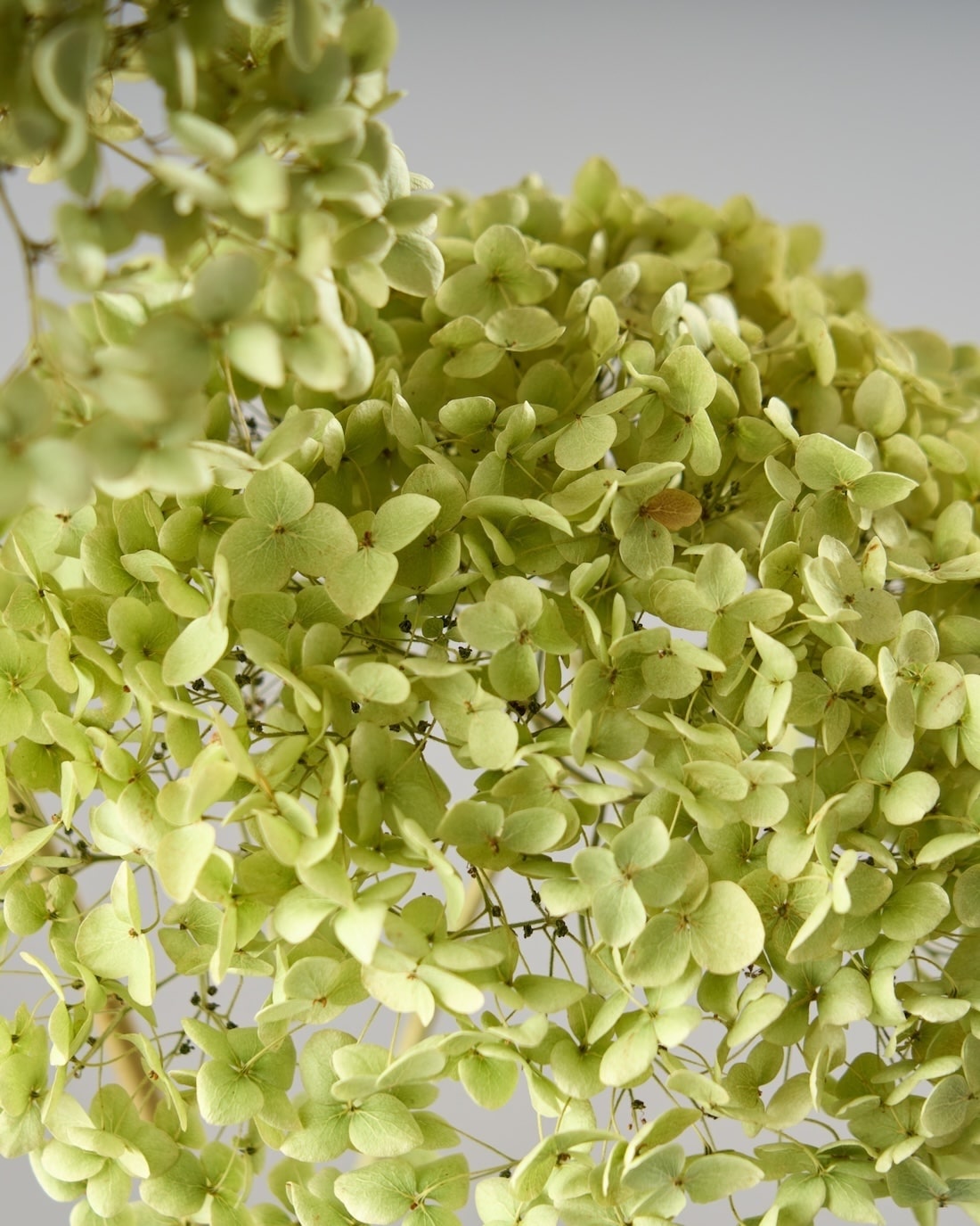 ドライフラワー］紫陽花 アナベル 商品ページ - 土と風の植物園