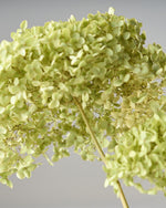 ［ドライフラワー］紫陽花 アナベル