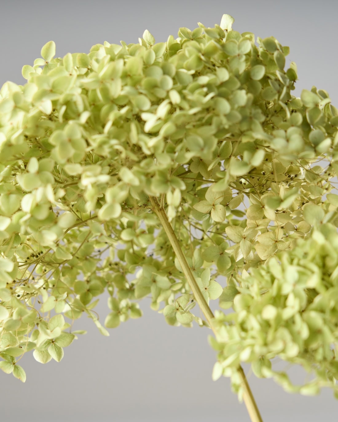 ［ドライフラワー］紫陽花 アナベル