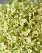 ［ドライフラワー］紫陽花 アナベル