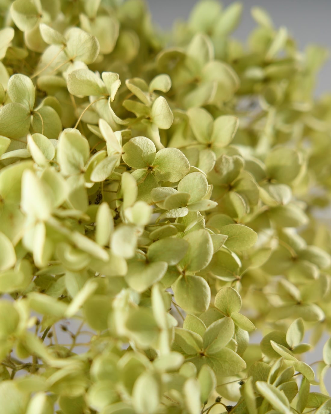 ドライフラワー］紫陽花 アナベル 商品ページ - 土と風の植物園