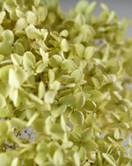 ［ドライフラワー］紫陽花 アナベル