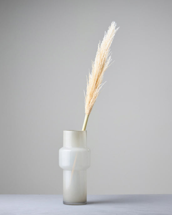 ［ドライフラワー］パンパスグラス