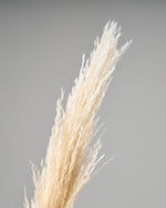 ［ドライフラワー］パンパスグラス