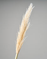 ［ドライフラワー］パンパスグラス
