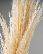 ［ドライフラワー］パンパスグラス