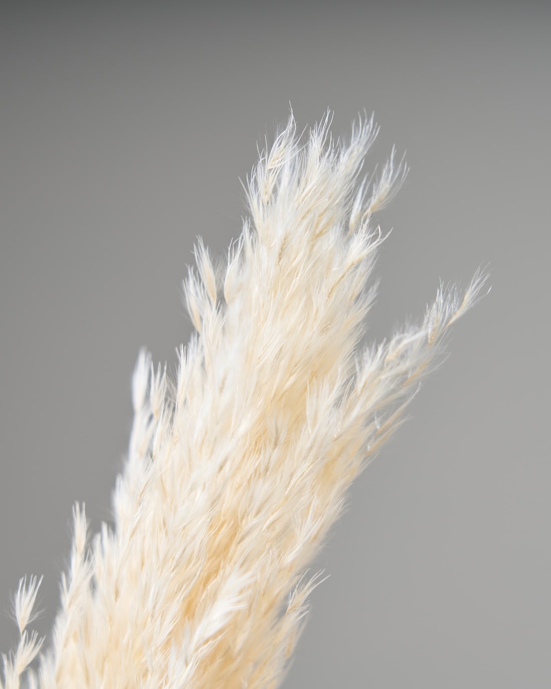 ［ドライフラワー］パンパスグラス