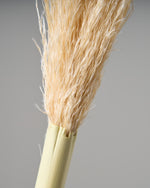 ［ドライフラワー］パンパスグラス