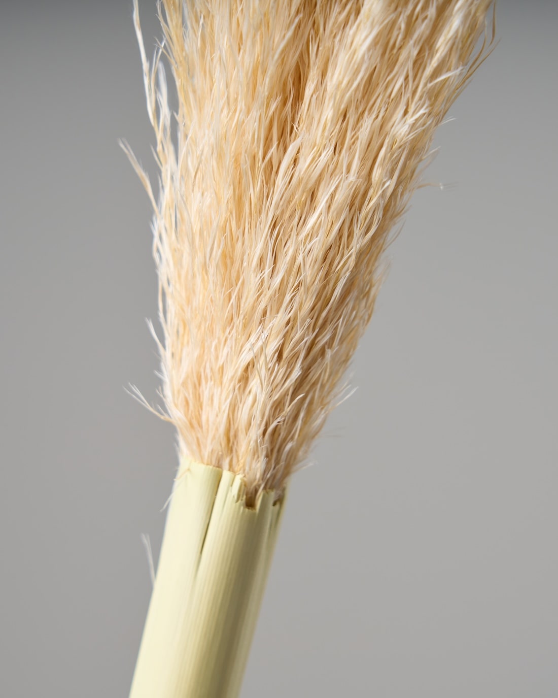 ［ドライフラワー］パンパスグラス