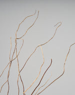 ［ドライフラワー］雲竜柳