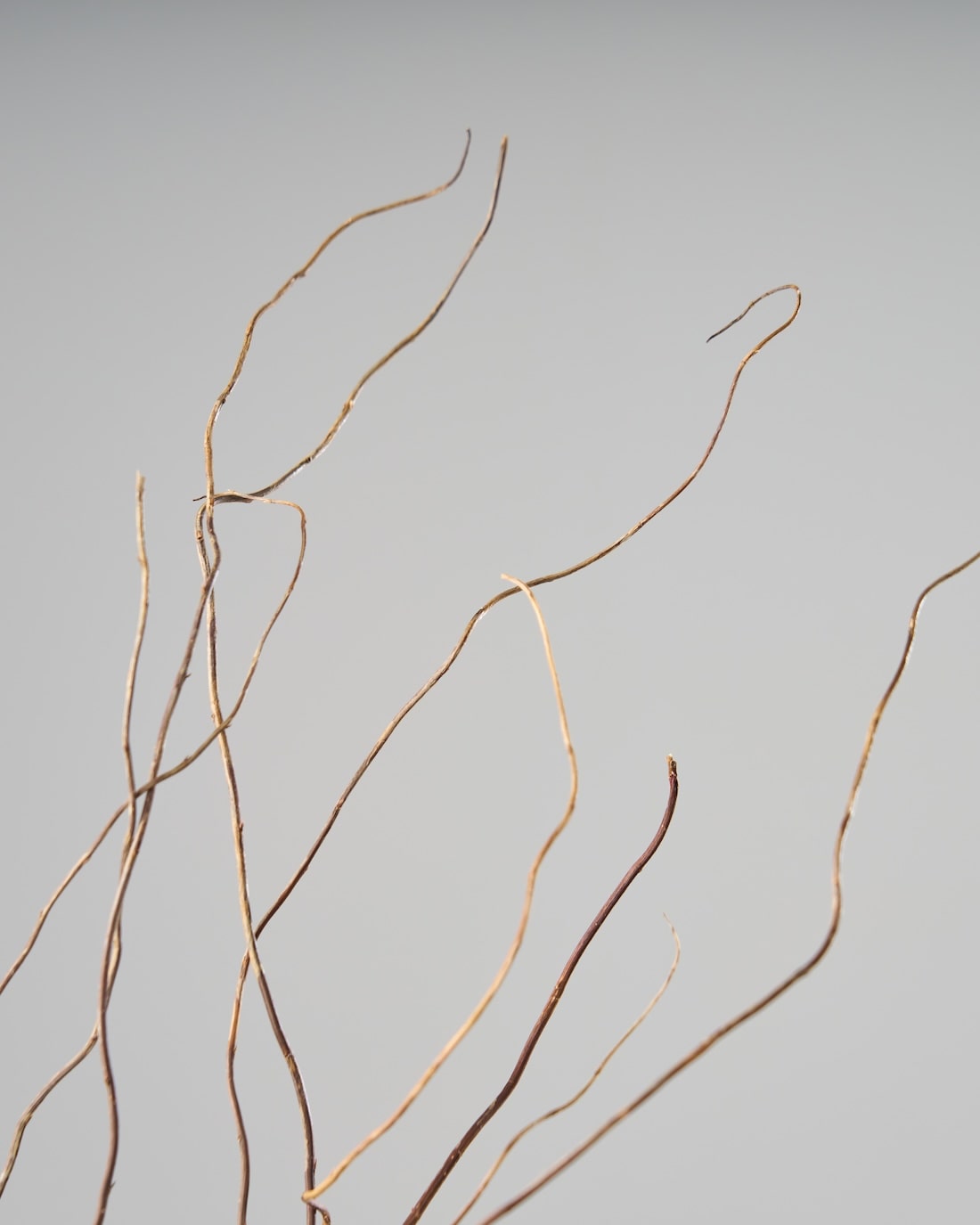 ［ドライフラワー］雲竜柳