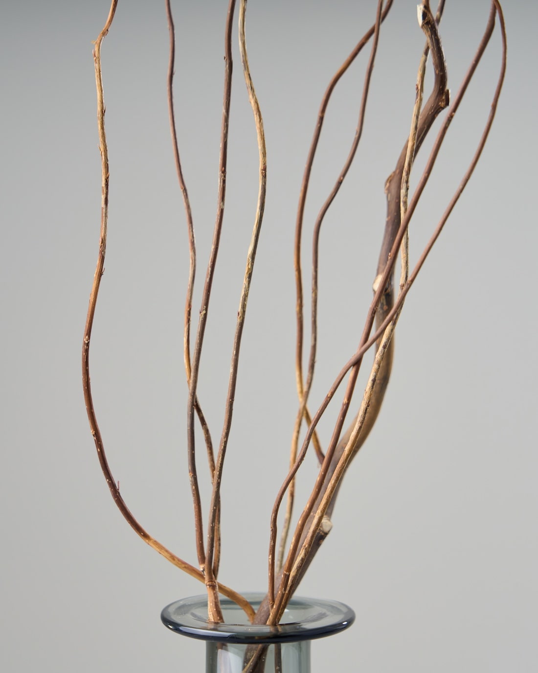 ［ドライフラワー］雲竜柳